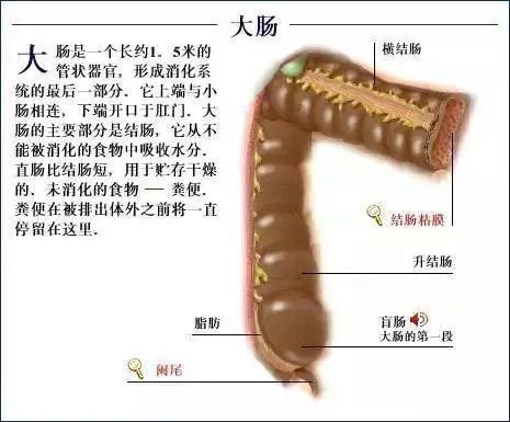 【收藏】史上最全的人体解剖全图