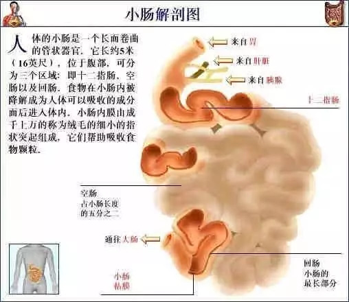 【收藏】史上最全的人体解剖全图