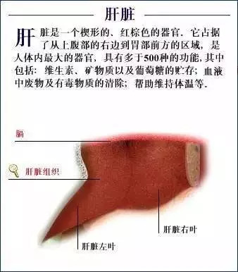 【收藏】史上最全的人体解剖全图