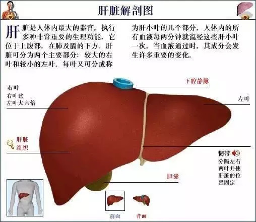 【收藏】史上最全的人体解剖全图