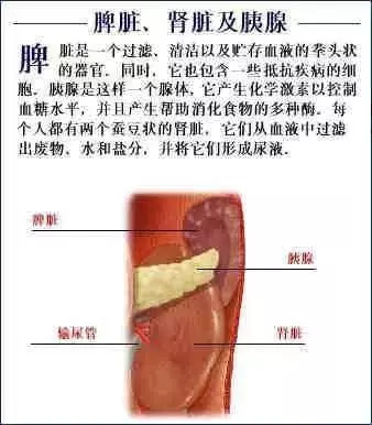 【收藏】史上最全的人体解剖全图