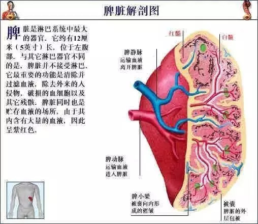 【收藏】史上最全的人体解剖全图