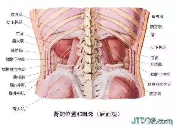 【收藏】史上最全的人体解剖全图