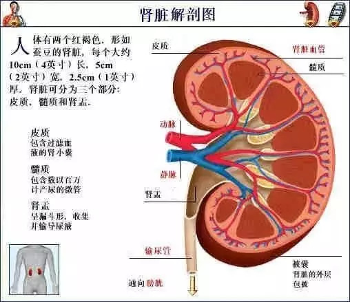 【收藏】史上最全的人体解剖全图