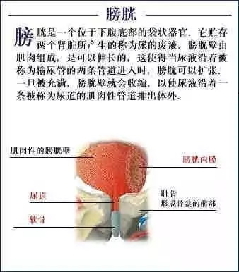 【收藏】史上最全的人体解剖全图