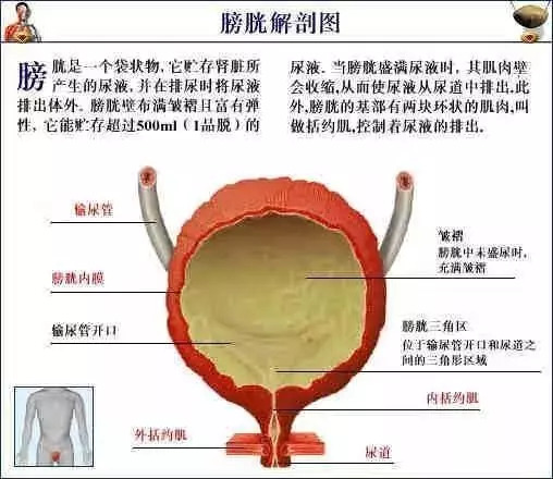 【收藏】史上最全的人体解剖全图