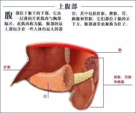 【收藏】史上最全的人体解剖全图