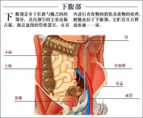 【收藏】史上最全的人体解剖全图