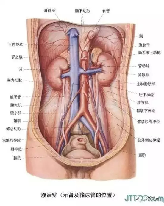 【收藏】史上最全的人体解剖全图