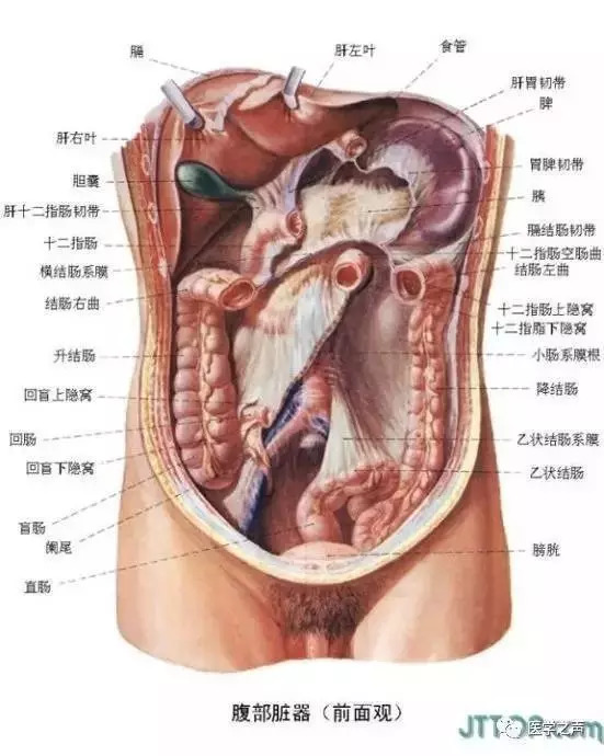 【收藏】史上最全的人体解剖全图