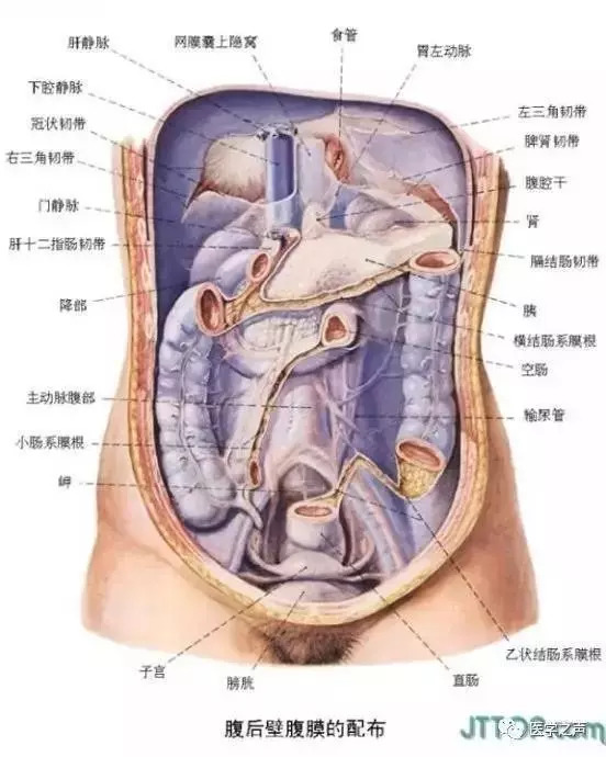 【收藏】史上最全的人体解剖全图