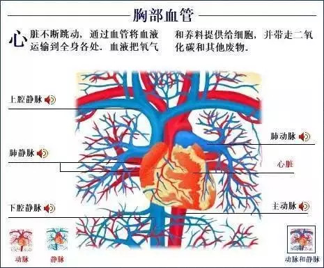 【收藏】史上最全的人体解剖全图