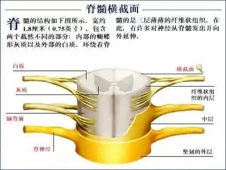 【收藏】史上最全的人体解剖全图