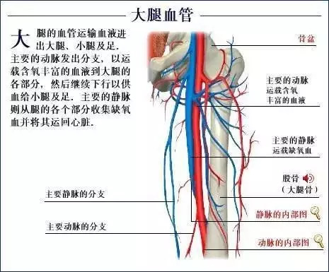 【收藏】史上最全的人体解剖全图