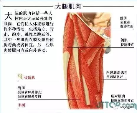 【收藏】史上最全的人体解剖全图