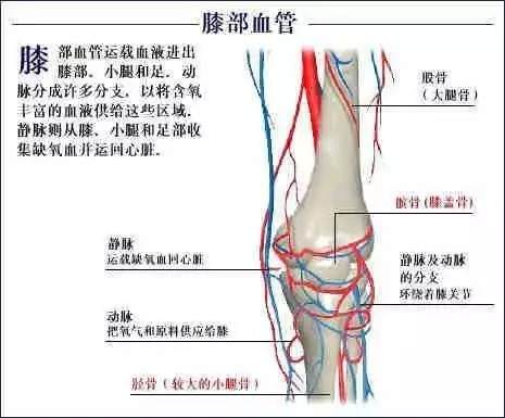 【收藏】史上最全的人体解剖全图