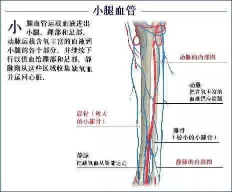 【收藏】史上最全的人体解剖全图