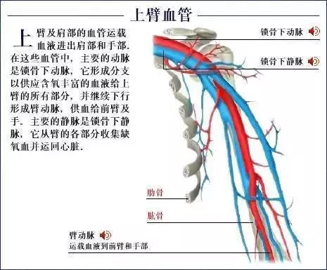 【收藏】史上最全的人体解剖全图