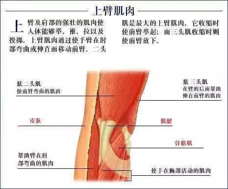 【收藏】史上最全的人体解剖全图