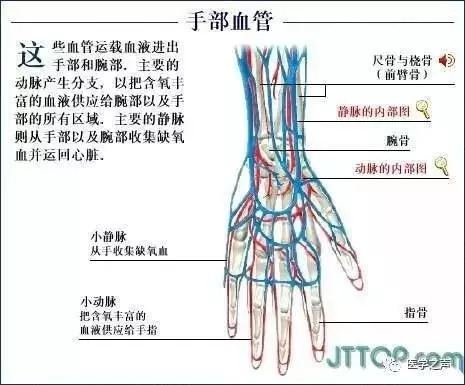 【收藏】史上最全的人体解剖全图