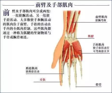 【收藏】史上最全的人体解剖全图