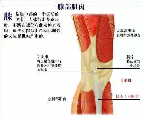 【收藏】史上最全的人体解剖全图