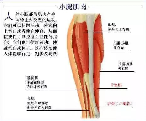 【收藏】史上最全的人体解剖全图