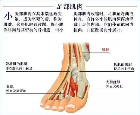 【收藏】史上最全的人体解剖全图