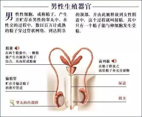 【收藏】史上最全的人体解剖全图