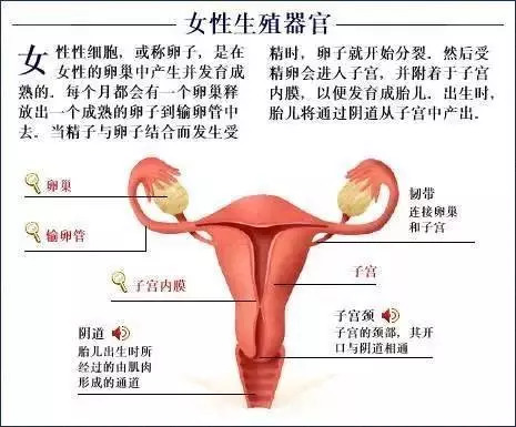 【收藏】史上最全的人体解剖全图