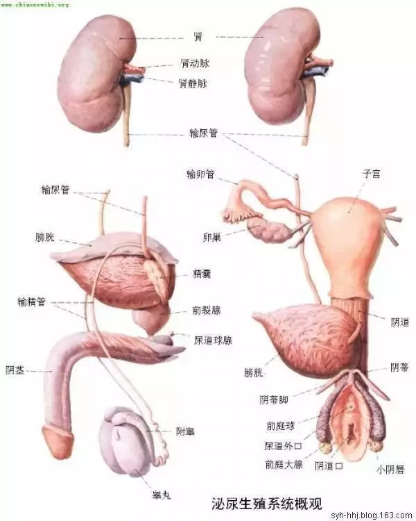 【收藏】史上最全的人体解剖全图