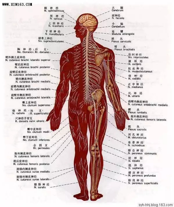 【收藏】史上最全的人体解剖全图