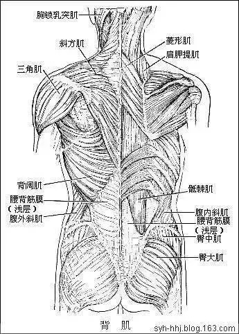 【收藏】史上最全的人体解剖全图