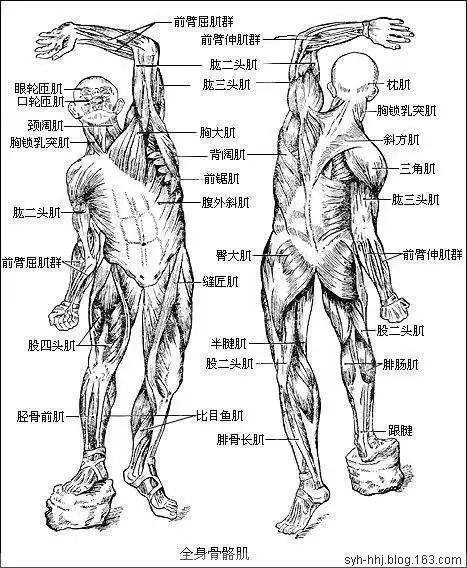 【收藏】史上最全的人体解剖全图