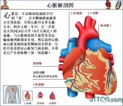 【收藏】史上最全的人体解剖全图