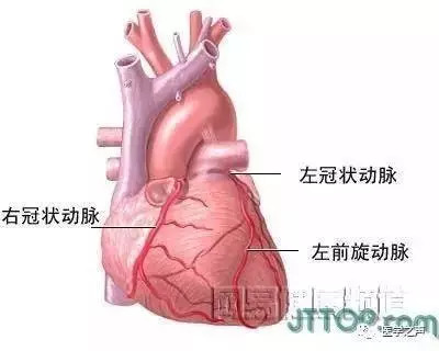 【收藏】史上最全的人体解剖全图