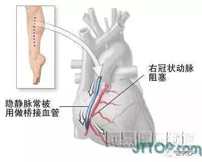 【收藏】史上最全的人体解剖全图