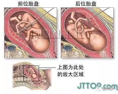 【收藏】史上最全的人体解剖全图