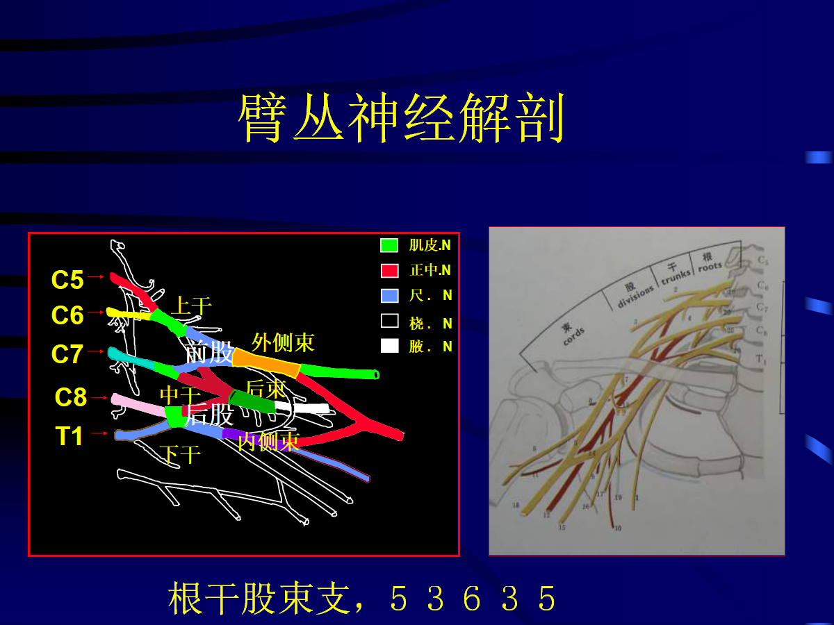 一篇掌握：臂丛神经的诊断与治疗技巧