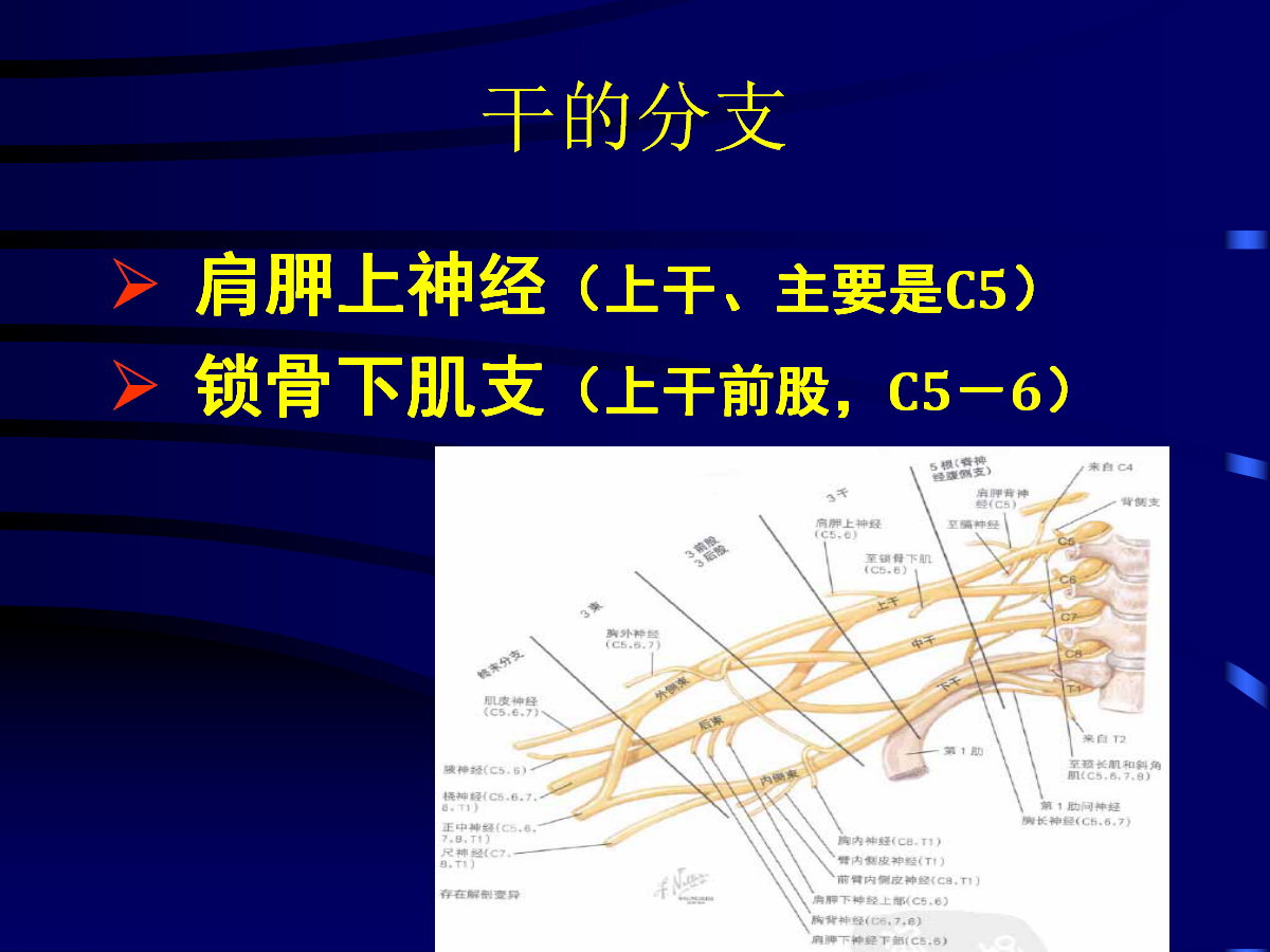 一篇掌握：臂丛神经的诊断与治疗技巧