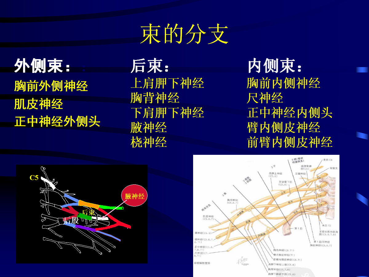 一篇掌握：臂丛神经的诊断与治疗技巧