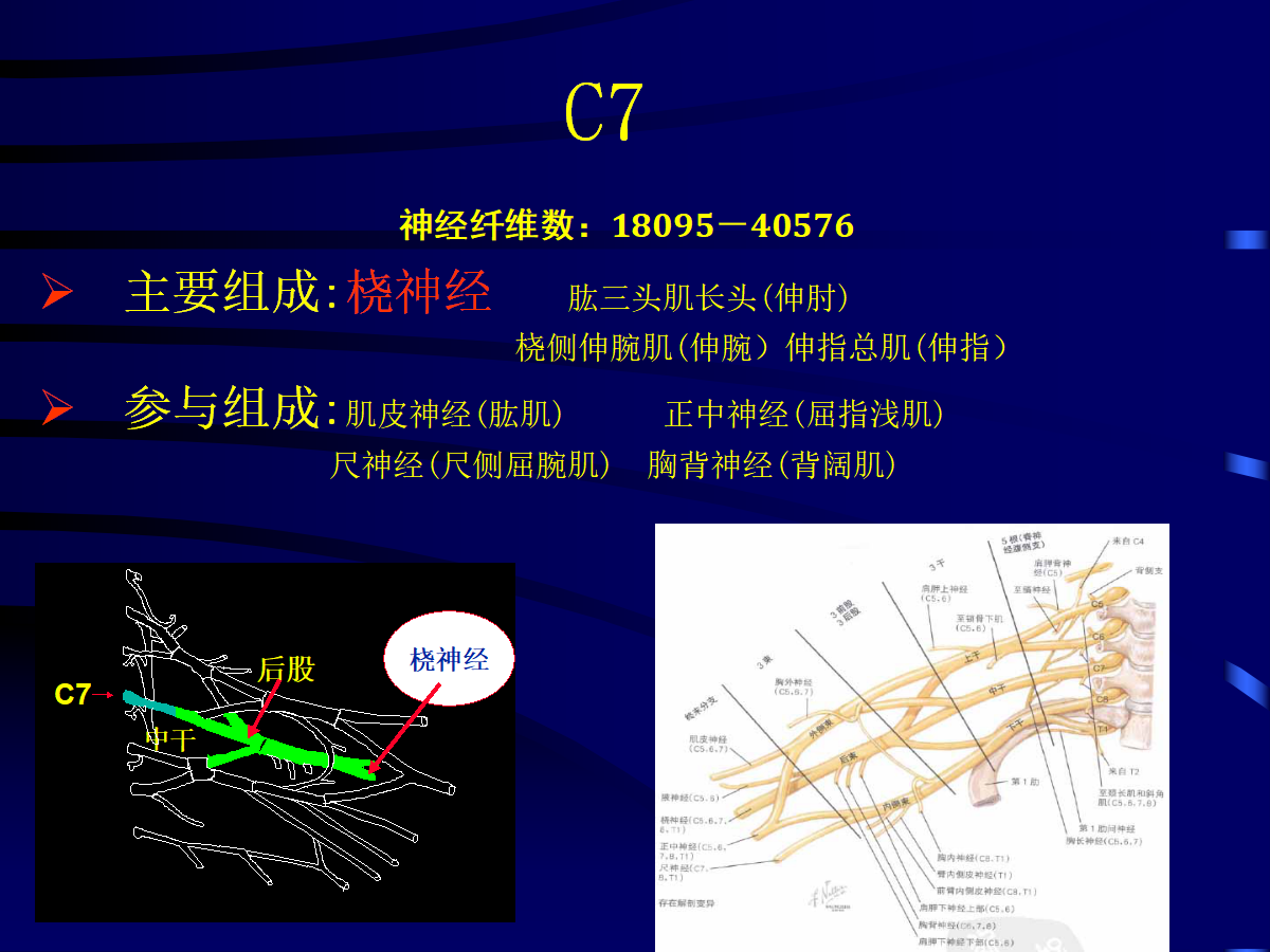 一篇掌握：臂丛神经的诊断与治疗技巧