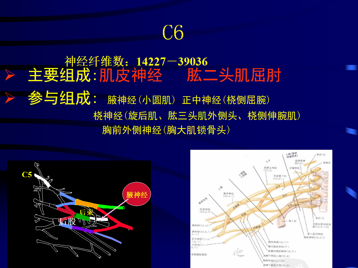 一篇掌握：臂丛神经的诊断与治疗技巧