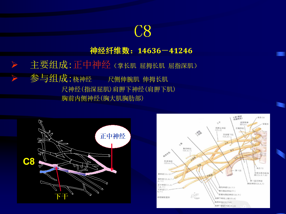 一篇掌握：臂丛神经的诊断与治疗技巧