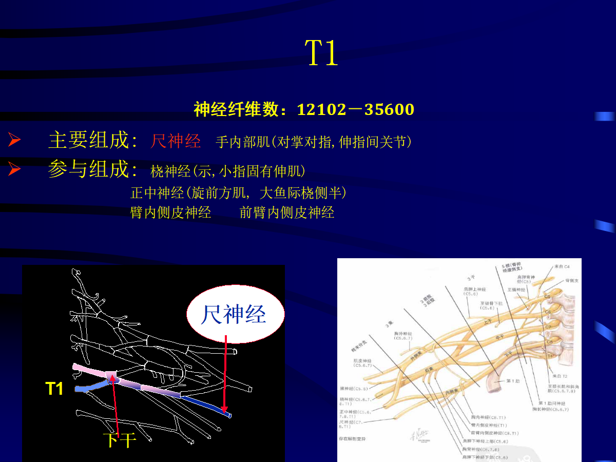 一篇掌握：臂丛神经的诊断与治疗技巧