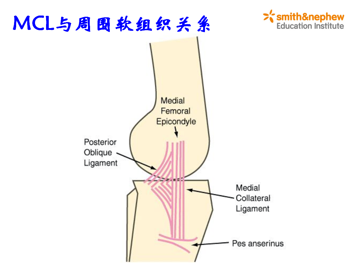 膝关节应用解剖及手术入路，详细解析！