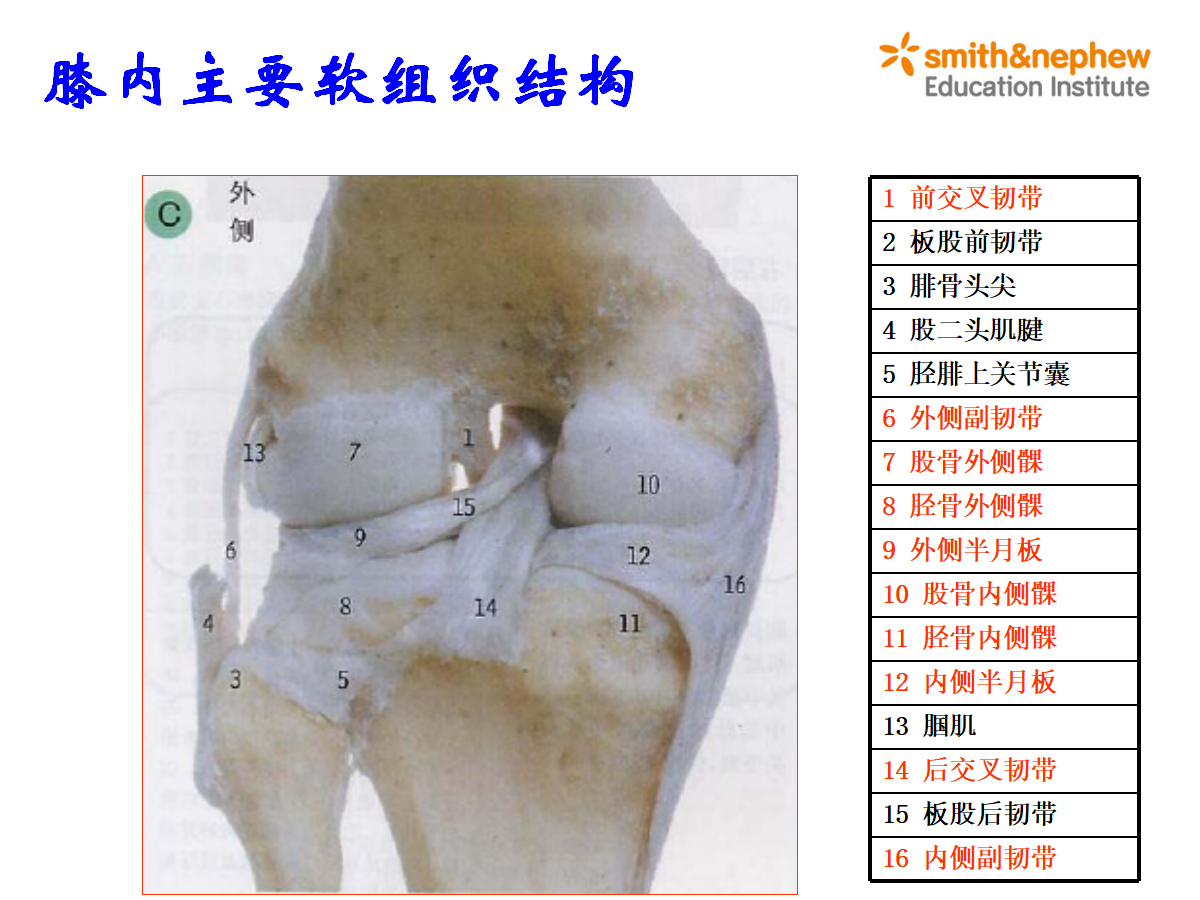 膝关节应用解剖及手术入路，详细解析！