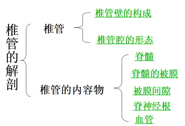 【值得分享】脊柱脊髓解剖（高清大图）