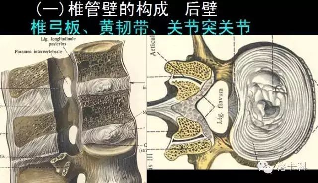 【值得分享】脊柱脊髓解剖（高清大图）