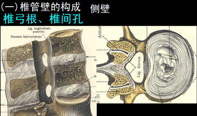 【值得分享】脊柱脊髓解剖（高清大图）